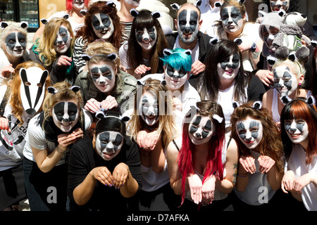 Un flashmob d'environ 50 personnes vêtues comme les blaireaux dansé sur la chanson de Brian May à l'extérieur de la DEFRA bureaux à Smith Square, London Banque D'Images