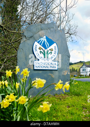 Limite du parc national de Snowdonia un marqueur sur un rocher en ardoise avec une bordure de jonquilles près de la route. Banque D'Images