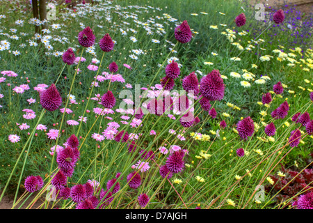 Rose, violet et jaune fleurs dans un jardin d'été. Banque D'Images