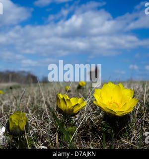 Gros plan de fleurs jaune en face d'un moulin à vent. À partir de l'île de Oland suédois en mer Baltique. Banque D'Images