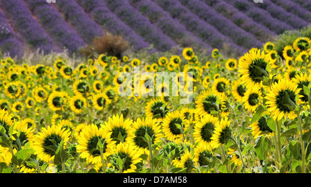 Lavendel und Sonnenblumen - lavande et tournesols 09 Banque D'Images