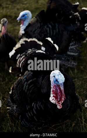 Une Turquie close up et deux autres dindes dans la distance. Tête rouge et bleu. Banque D'Images