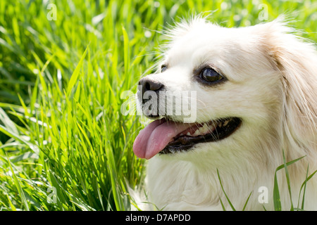 Tête portrait d'un adorable petit chien de race de jouet aux cheveux longs avec un manteau d'or et de l'expression alerte haletant dans le soleil Banque D'Images