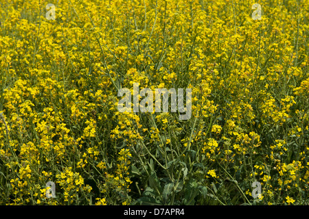 Un champ des plants de canola, Brassica napus, fleuris en Oklahoma, USA. Libre. Banque D'Images