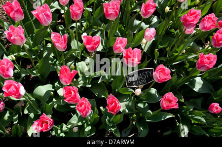 Tulipes roses. Banque D'Images