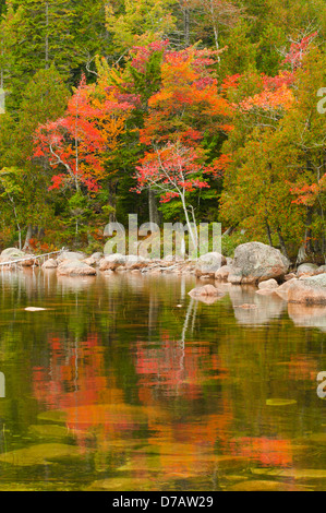 Feuillage d'automne à l'étang de la Jordanie, l'Acadia National Park, Maine, USA Banque D'Images