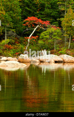 Feuillage d'automne à l'étang de la Jordanie, l'Acadia National Park, Maine, USA Banque D'Images