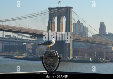 Goéland et le pont de Brooklyn Banque D'Images