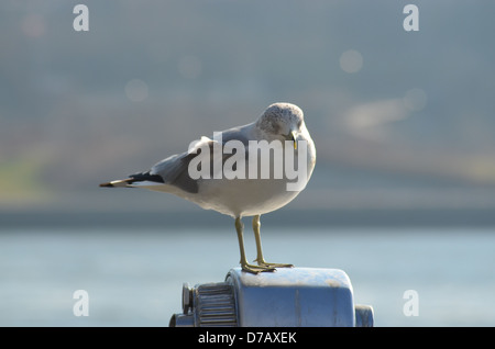 Seagull perché sur une paire de jumelles avec l'East River à l'arrière-plan Banque D'Images