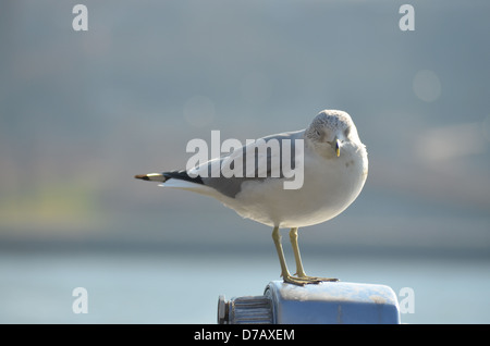 Seagull perché sur une paire de jumelles avec l'East River à l'arrière-plan Banque D'Images