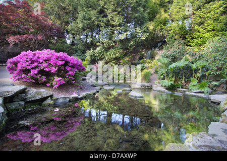 Chute d'eau et étang à Crystal Springs Rhododendron jardin au printemps Banque D'Images