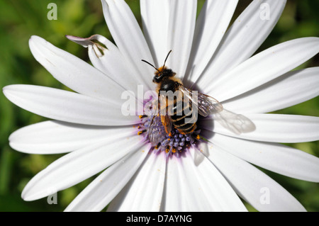 Osteospermum blanc avec une abeille la collecte du pollen dans le centre placé sur un fond de verdure, Andalousie, Espagne, Europe de l'Ouest. Banque D'Images