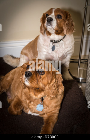 Spaniel de Cavalier King Charles. Banque D'Images