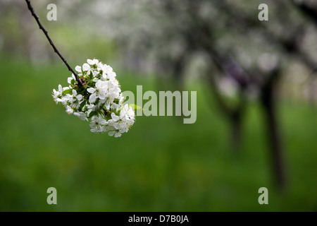 Prunus spinosa prunellier fleurs Banque D'Images