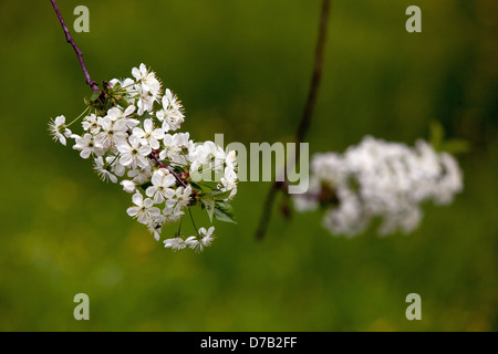 Prunus spinosa prunellier fleurs Banque D'Images