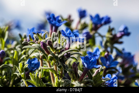 Lithodora Diffusa 'Heavenly Blue' fleurit UK Banque D'Images