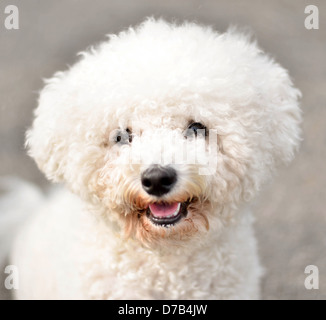 Bichon Frise portrait Banque D'Images