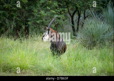 Hippotrague ( Hippotragus niger), Parc National de Gorongosa, au Mozambique Banque D'Images