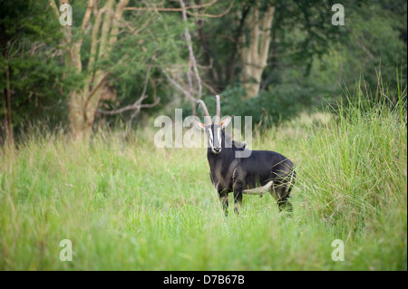 Hippotrague ( Hippotragus niger), Parc National de Gorongosa, au Mozambique Banque D'Images