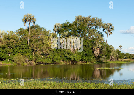 Lac bordée de palmiers, le Parc National de Gorongosa, au Mozambique Banque D'Images