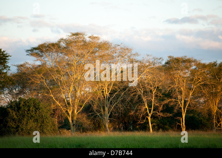 Fever tree forest, Parc National de Gorongosa, au Mozambique Banque D'Images
