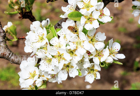 Fleur de poire et d'une abeille sur un arbre dans un verger. Banque D'Images