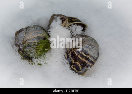 Belles coquilles d'escargots à motifs recouvert de neige Banque D'Images