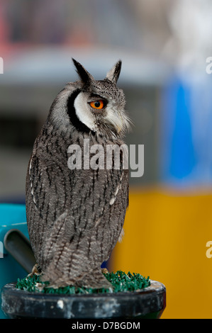 Le sud de l'Owl (Ptilopsis granti White-Faced)  en captivité. Banque D'Images