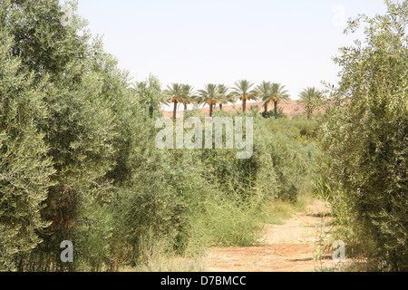 Plantation d'olive bio dans le kibboutz Neot Semadar dans le désert du Néguev, au sud d'Israël Banque D'Images