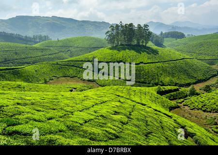 Les plantations de thé. Munnar, Kerala, Inde Banque D'Images