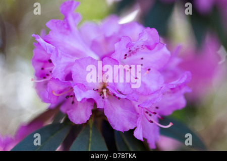 Lysolepis Rhododendron floraison au printemps Banque D'Images