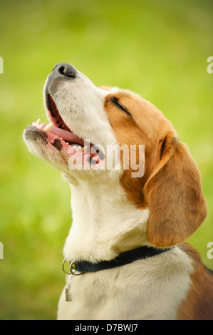 Portrait of cute beagle Banque D'Images
