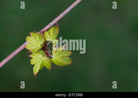 Acer palmatum sango kaku. Les nouvelles feuilles de printemps sur un érable japonais Banque D'Images