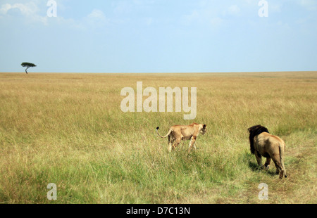 Couple lion (Panthera LeoWalking loin sur la savane, Masai Mara, Kenya Banque D'Images