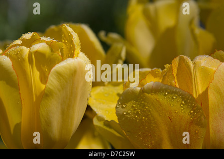 Les gouttelettes d'eau sur tulipes jaunes au Jardin botanique de Brooklyn, New York, NY Banque D'Images