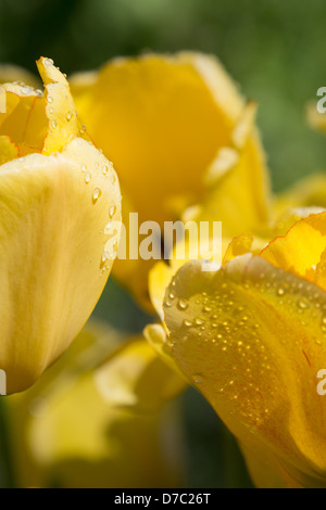 Les gouttelettes d'eau sur tulipes jaunes au Jardin botanique de Brooklyn, New York, NY Banque D'Images