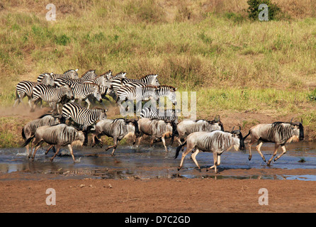 Les zèbres des plaines (Equus quagga) et des Gnous (Connochaetes taurinus) courir à travers une rivière, parc national de Tarangire, Tanzanie Banque D'Images