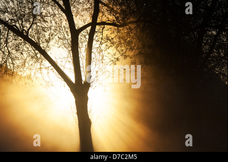 Silhouette arbre en face d'un lever de soleil. Campagne anglaise Banque D'Images