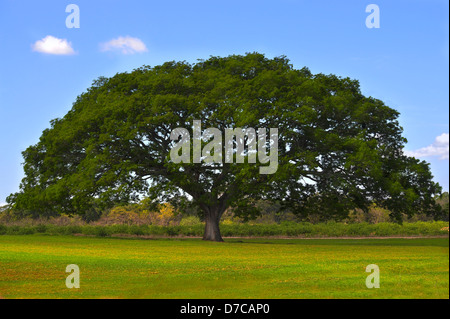 Grand arbre au milieu d'un champ vert avec un ciel bleu Banque D'Images