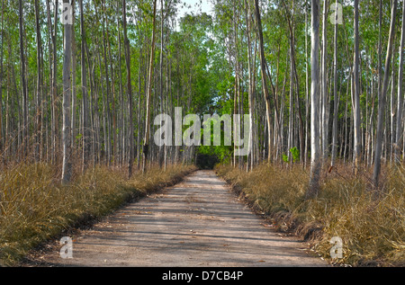 Petit pays chemin de terre au milieu d'une forêt Banque D'Images