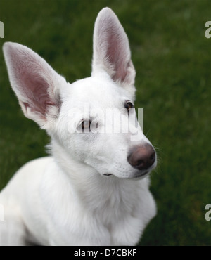 Portrait d'un chiot berger allemand blanc assis sur l'herbe verte. Banque D'Images
