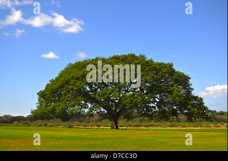 Grand arbre au milieu d'un champ vert Banque D'Images