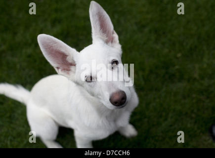 Portrait d'un chiot berger allemand blanc assis sur l'herbe verte. Banque D'Images