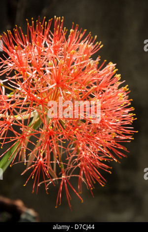 Fleur de sang, Katherine Roue (Haemanthus multiflorus katharinae) Banque D'Images