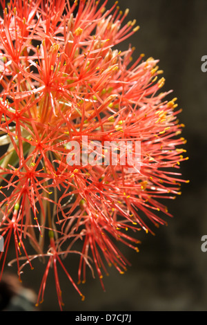 Fleur de sang, Katherine Roue (Haemanthus multiflorus katharinae) Banque D'Images