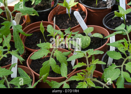 Jeune tomate, poivron et aubergine plantes en pots de 3,5 pouces Banque D'Images