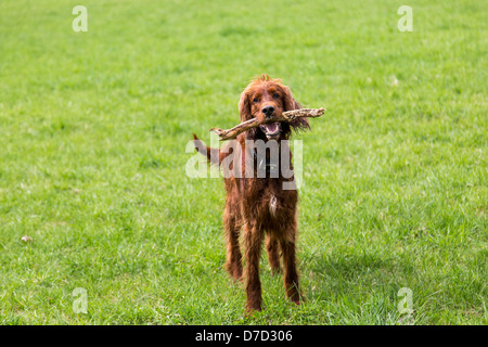 Setter Irlandais avec un morceau de bois dans sa bouche ressemble à l'entraîneur Banque D'Images