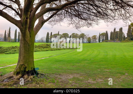 Arbre avec de grosses branches et brindilles sur pré vert dans Sigurta parc en Italie. Banque D'Images