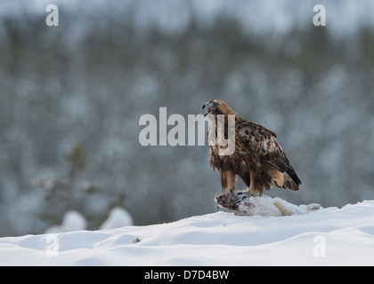 Golden Eagle sur les ailes des proies sur la neige pour ouvrir la bouche appelant mate Banque D'Images