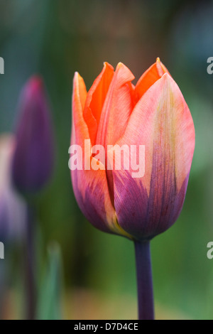 Tulipa 'Prinses Irene' dans un jardin anglais. Banque D'Images